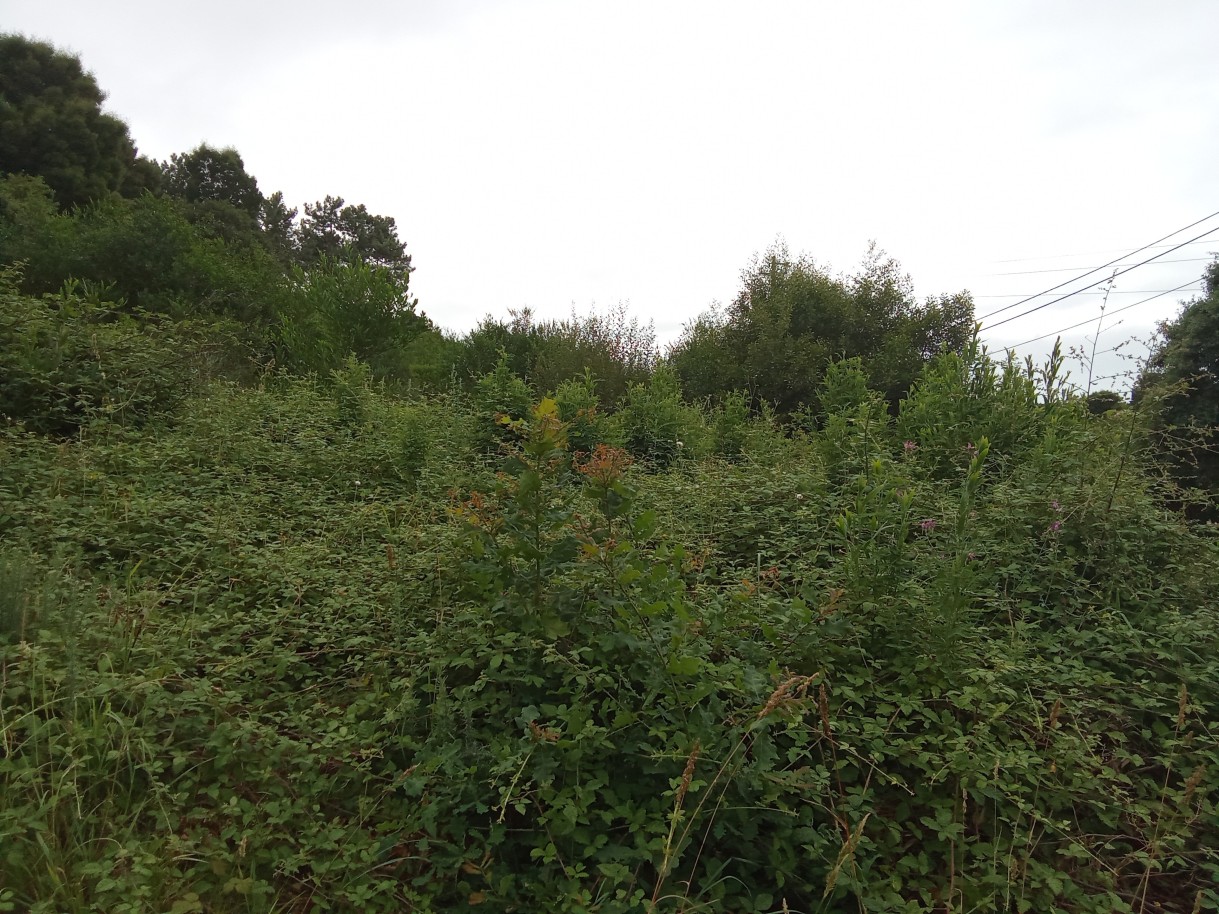 img-20240731-153536jpg
