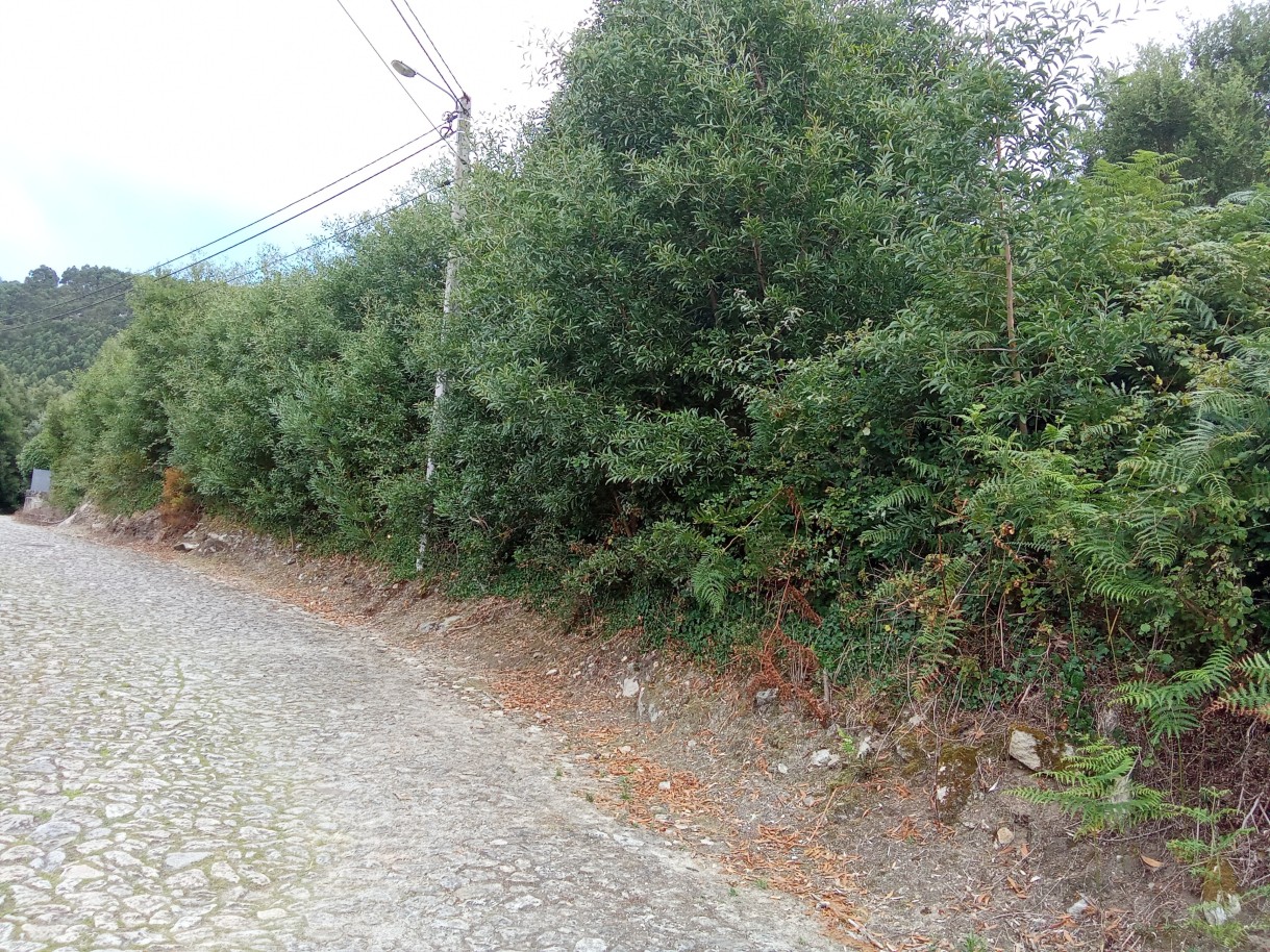 img-20240731-1545312jpg