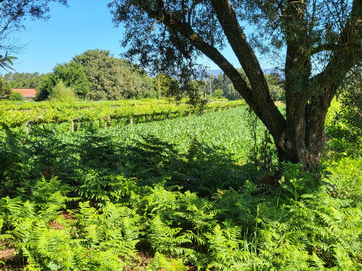 whatsapp-image-2025-10-22-at-163356jpeg