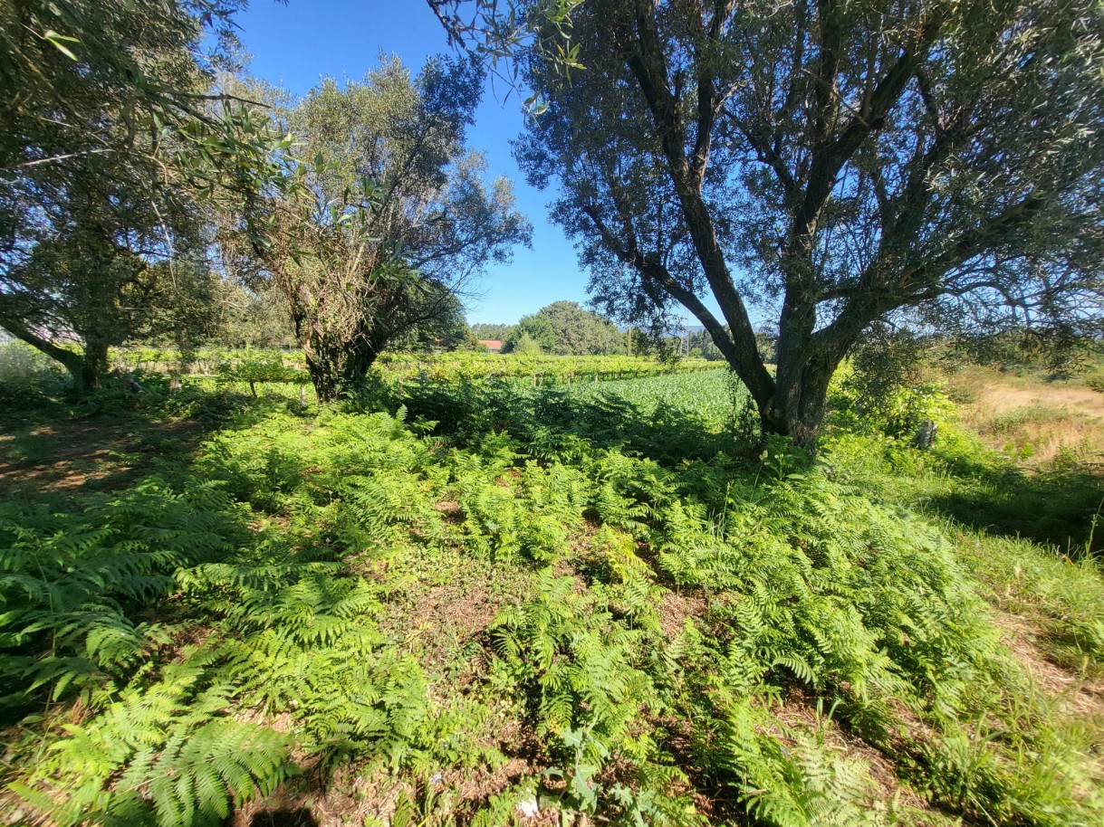 whatsapp-image-2025-10-22-at-163357-1jpeg