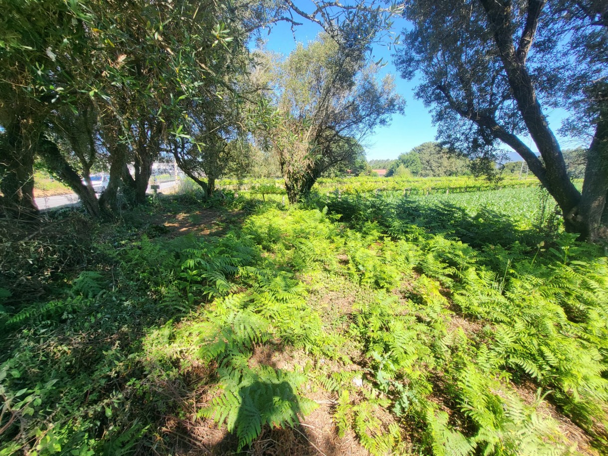 whatsapp-image-2025-10-22-at-163357jpeg