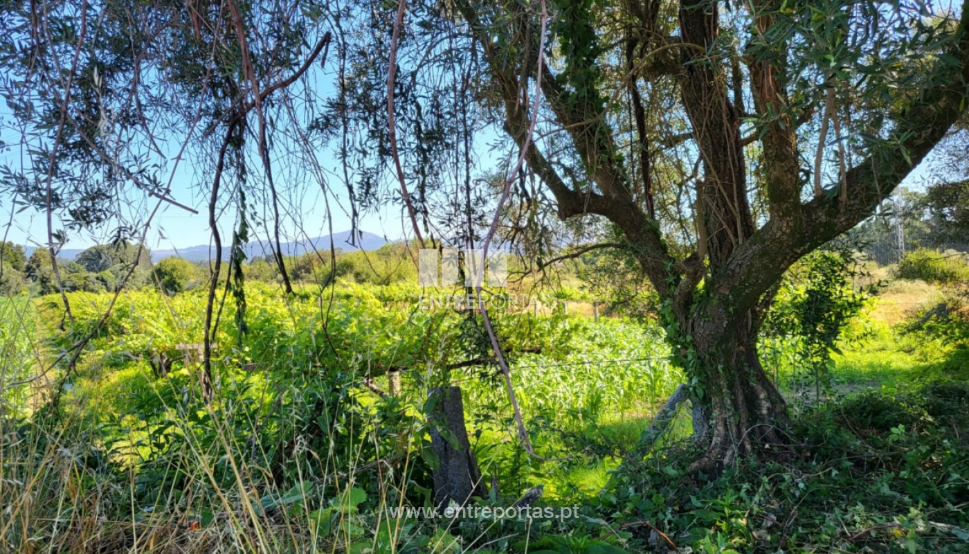 House in Vila Fria - Image 2