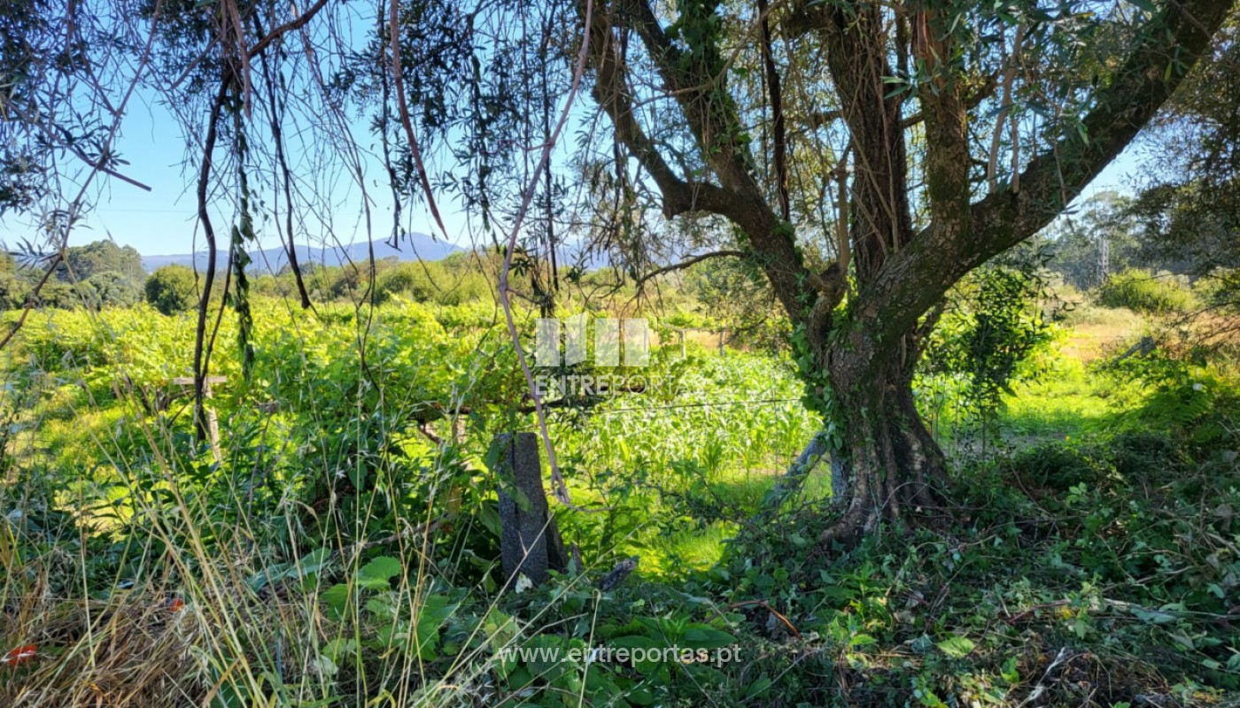 House in Vila Fria - Image 4