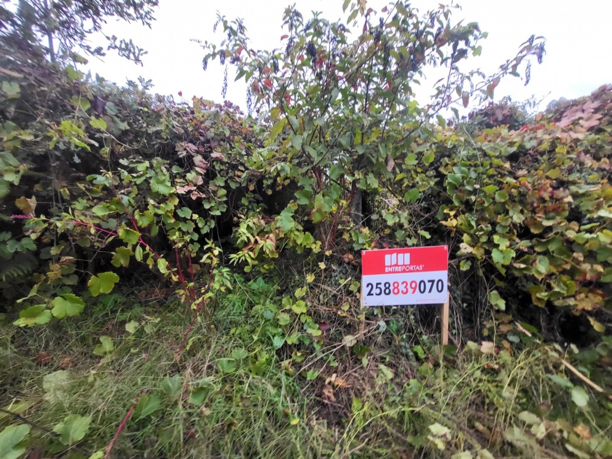 75f50afc-3baf-4fda-9c48-946c5b14f444jpeg