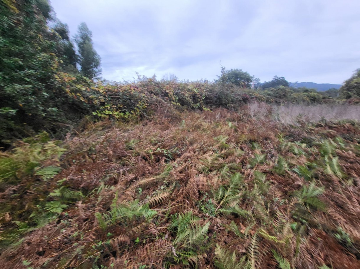 a13605f8-ceba-4b75-95a2-0bfb06e7650djpeg