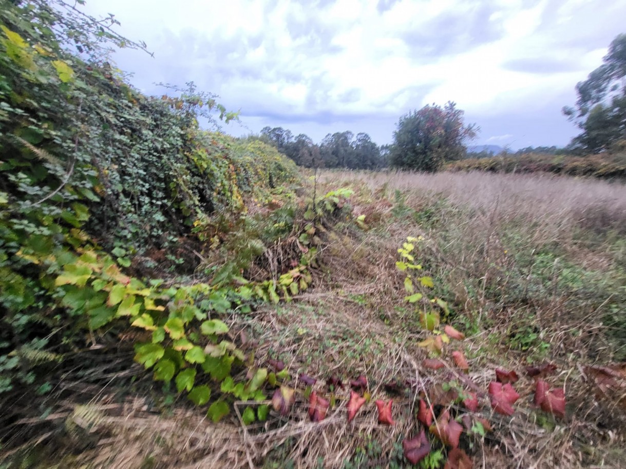 16afc0ba-c212-4aaf-bb37-1cd890ecd696jpeg