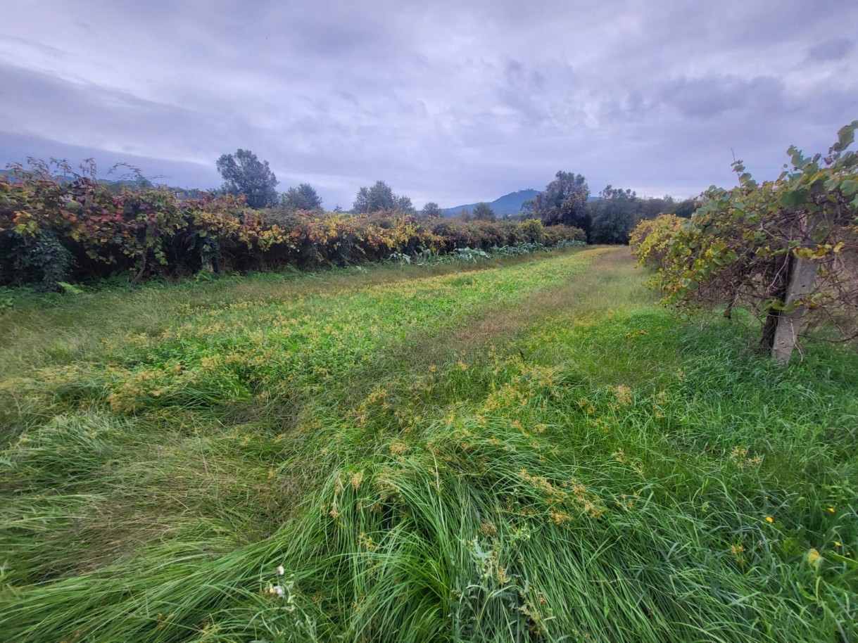 b2f6a746-cf9f-4b46-b9bc-caa4a32cdf94jpeg