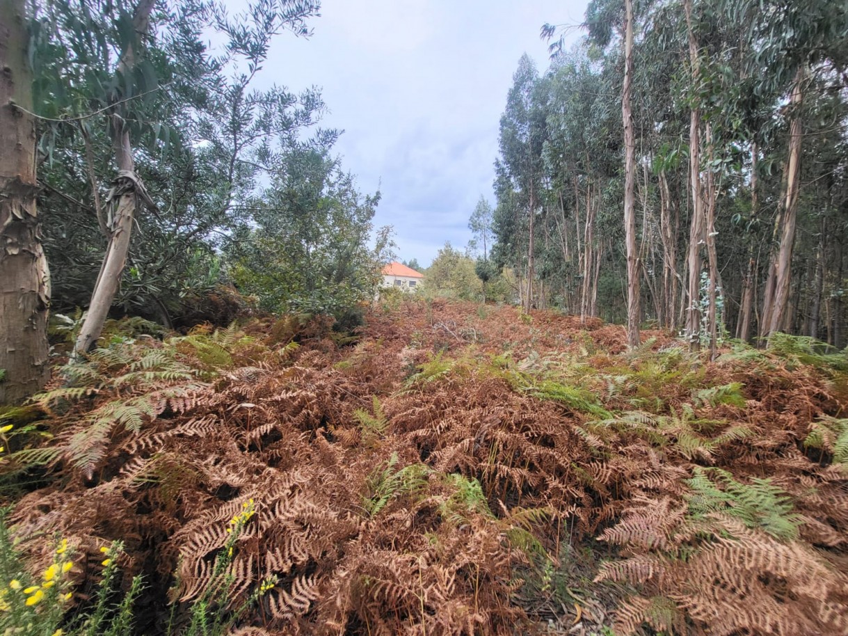 5a7815c8-9022-4e92-8d95-9b6a1ed53943jpeg