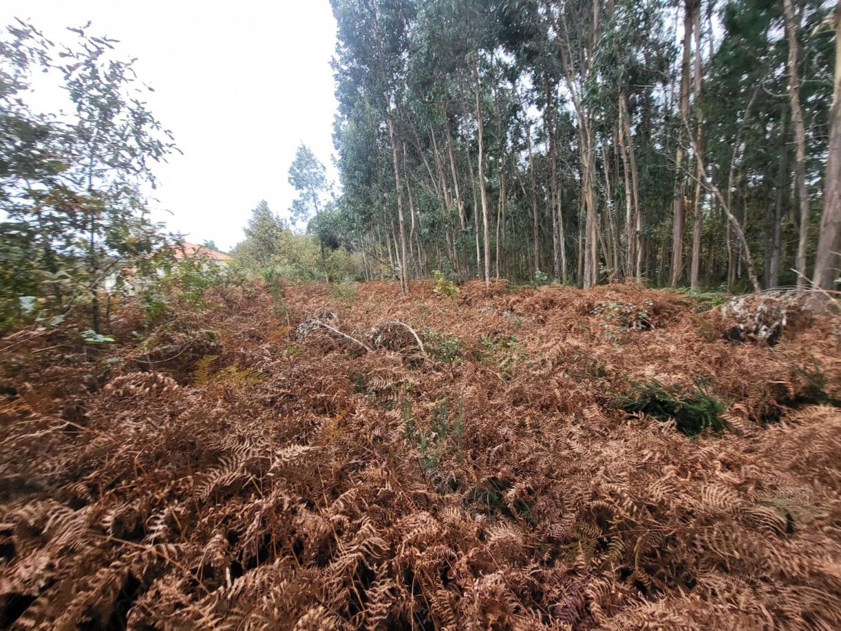 b1d8fc1d-60e0-48b8-bc06-bce0387a0c87jpeg