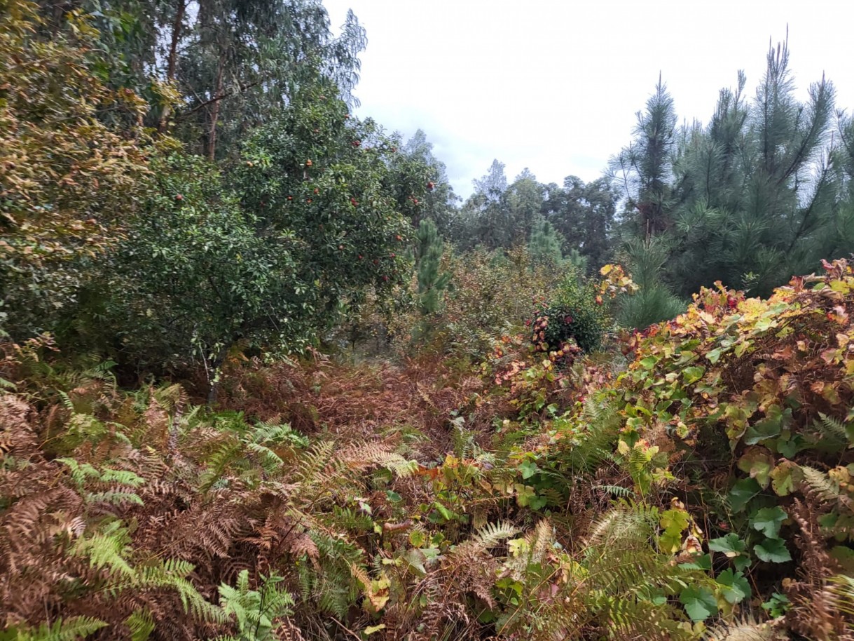 4f315276-2aec-4e70-934d-1971851945e5jpeg