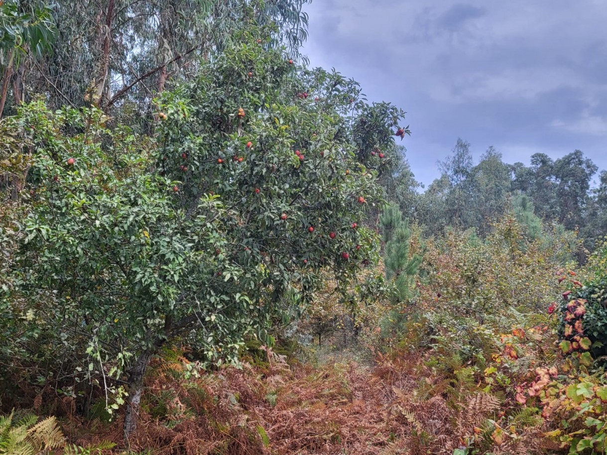 305c8e45-59b5-46c7-8037-3cdb978223c5jpeg