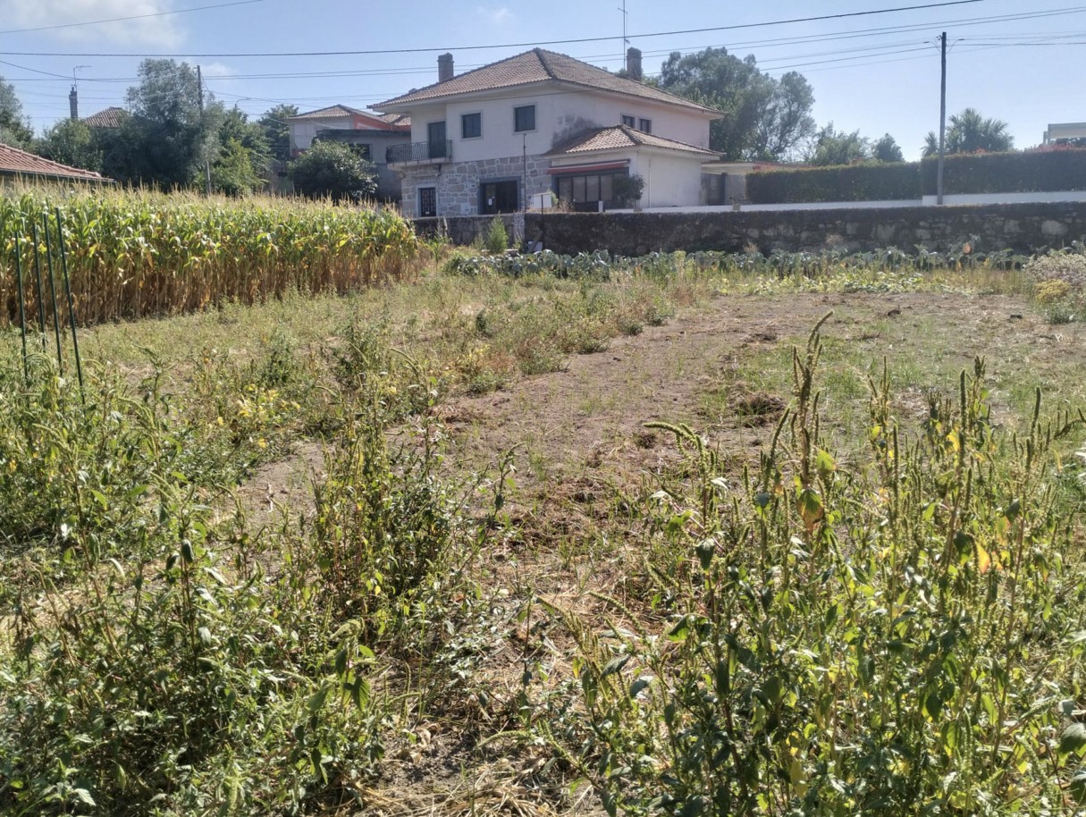 1-whatsapp-image-2026-07-20-at-17-1jpg